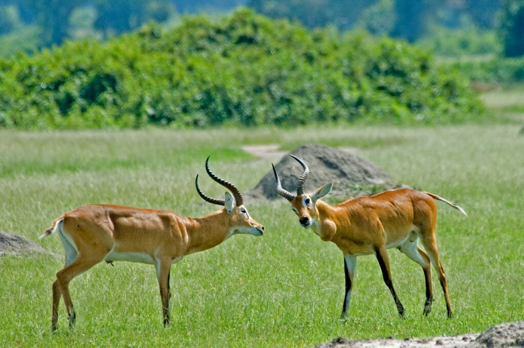 Spot Hunting In Uganda