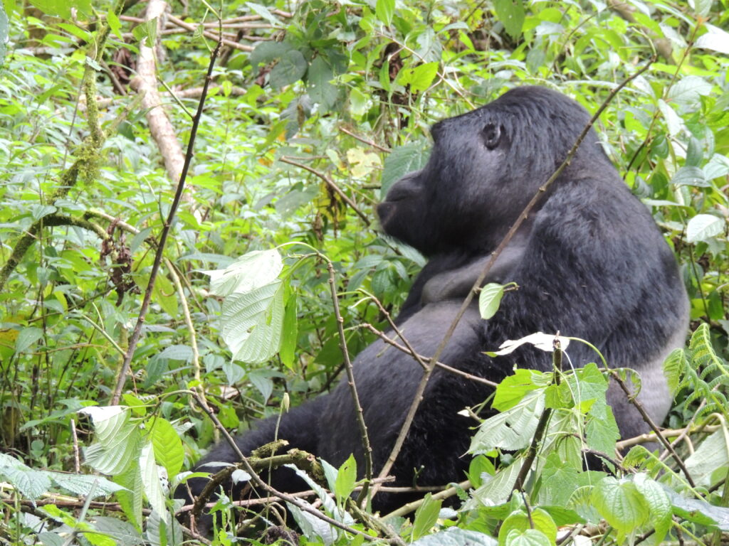 What do mountain gorillas eat?