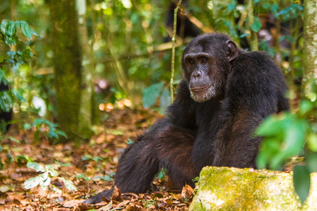 Chimpanzee trekking locations in Uganda 