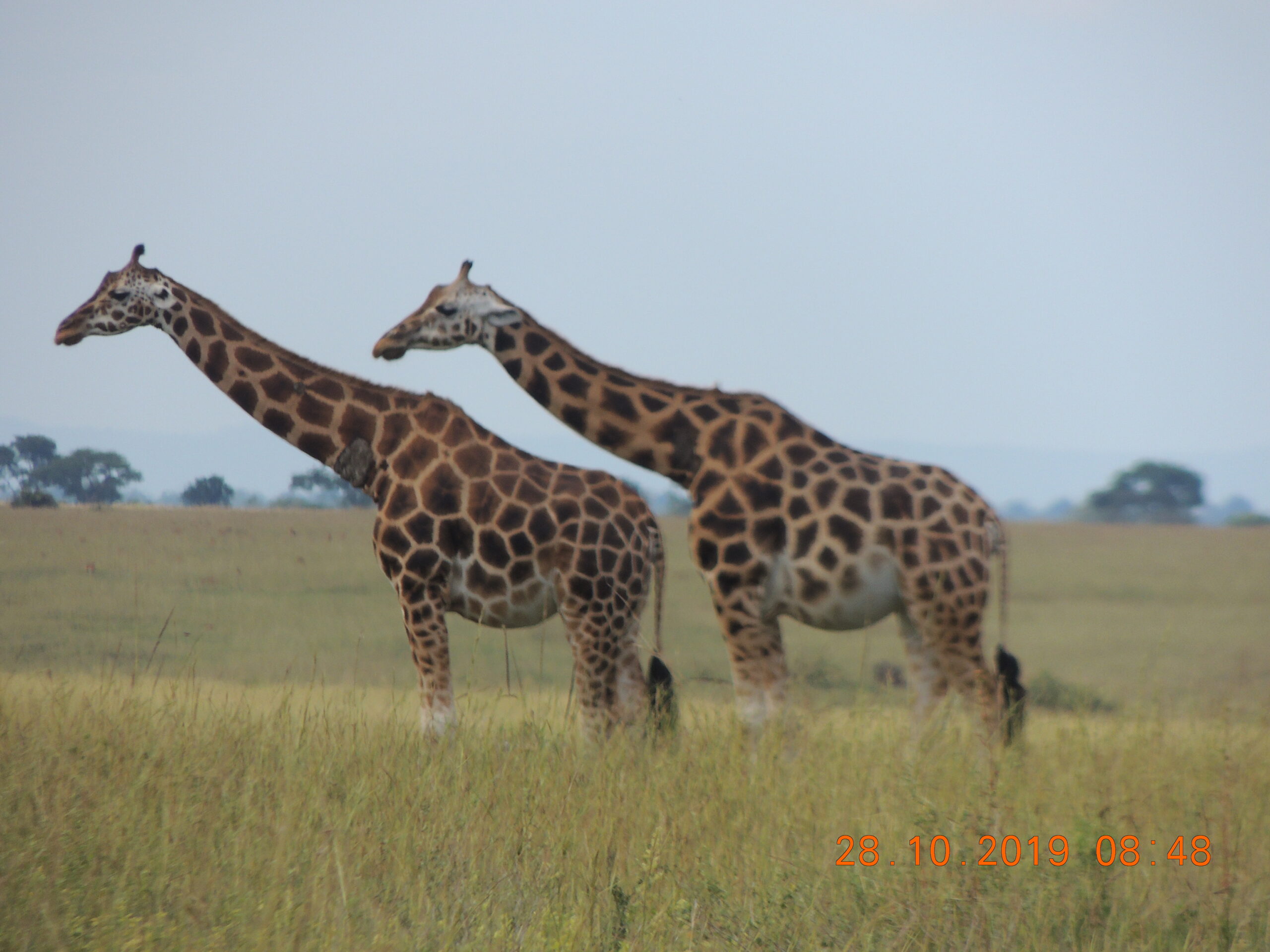 24 Days Uganda Bird Watching Safari – Bird Uganda Tours