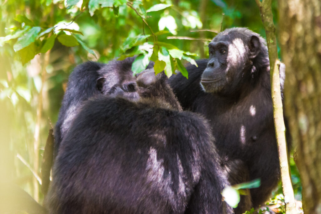 chimpazee trekking safari in uganda