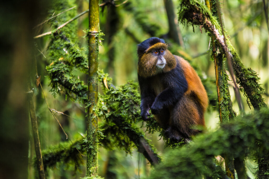 Golden monkey trekking in Uganda and Rwanda.