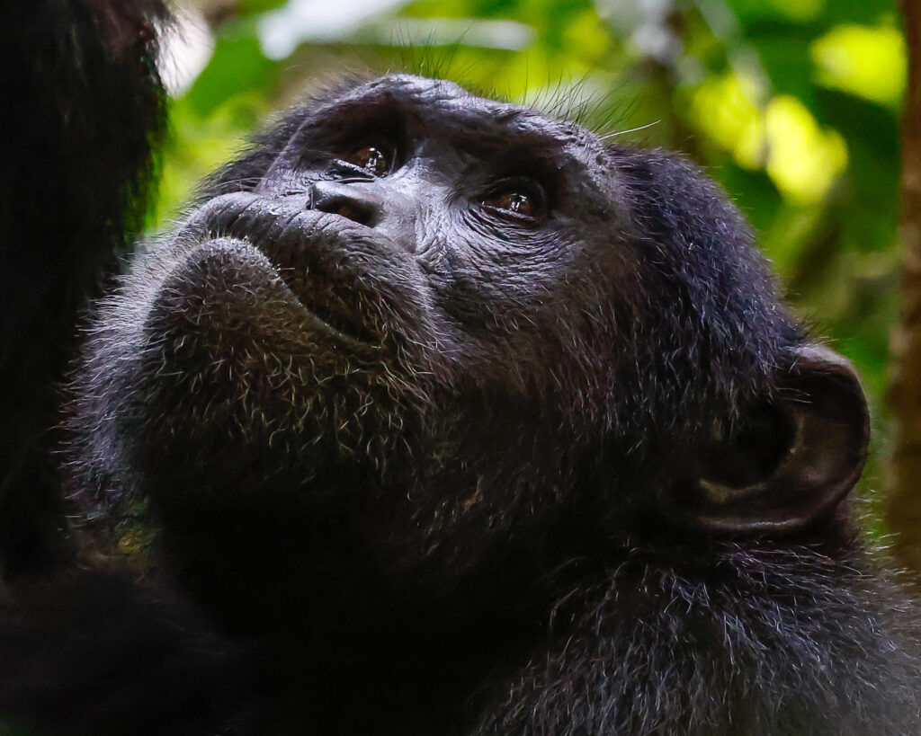 chimpazee trekking in uganda