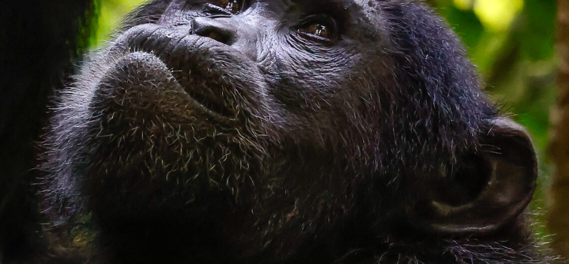 chimpazee trekking in uganda